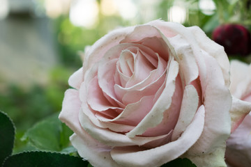 Flower artificial rose.