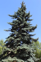 Park Crimea Evpatoria trees beauty