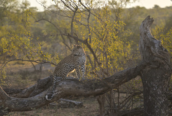 Fototapeta na wymiar Leopard sitting on a tree near Kruger National Park, South Africa