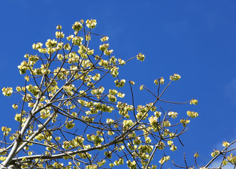 Seed pods on the Cavanillesia platanifolia tree. The Cavanillesia platanifolia is a flowering plant species in the Malvaceae family commonly knows as the Quipo tree.