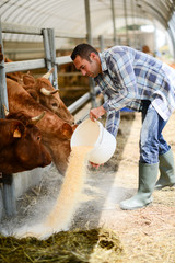 portrait of handsome farmer in a livestock small breeding husbandry farming production taking care...