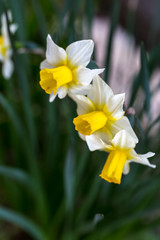Fototapeta premium 水仙の花