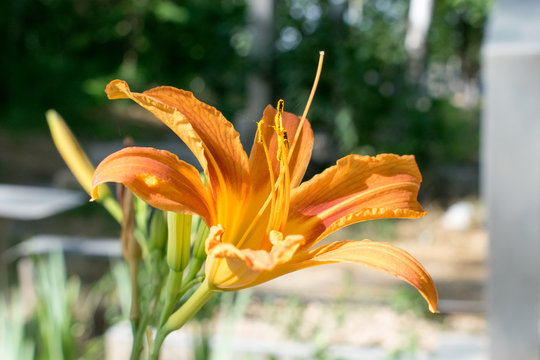 Flower orange lily.