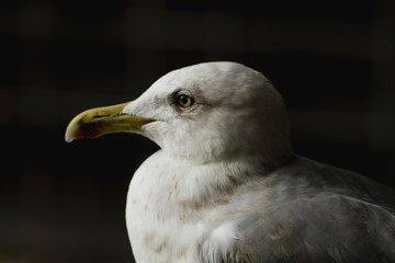 Portrait of a seagull