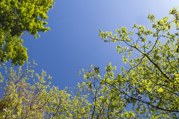 oak trees foliage in spring and blue sky