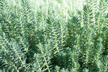 Plant Sedum lidium. 