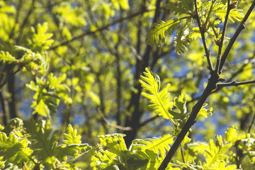 Oak tree green leaves blooming in spring