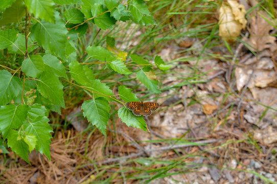 bunter schmetterling auf blatt perlmutfalter