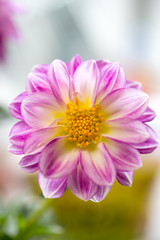 Fototapeta premium ダリアの花