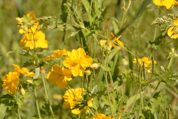 summer, season, sun, sky, heat, nature, greenery, grass, forest, blue, tree, birch, clouds, freshness, yellow, flowers, landscape, stream, spring, water, oxygen, field, mountain, hill, cliff, trail, b