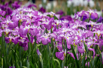 Fototapeta premium 花菖蒲