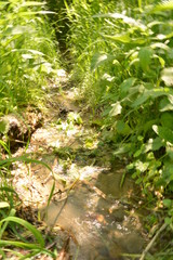 summer, season, sun, sky, heat, nature, greenery, grass, forest, blue, tree, birch, clouds, freshness, yellow, flowers, landscape, stream, spring, water, oxygen, field, mountain, hill, cliff, trail, b