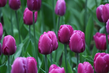 Obraz premium Tulip