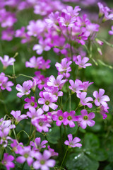 ムラサキカタバミ