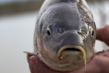 One alive carp fish is held in hands