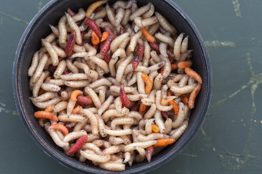 Round box filled with maggots worms