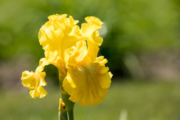 Yellow Iris blooms on a beautiful spring day