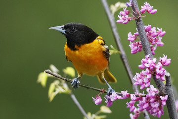 Male Baltimore Oriole perched in a flowering Eastern Redbud