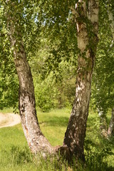 summer, season, sun, sky, heat, nature, greenery, grass, forest, blue, tree, birch, clouds, freshness, yellow, flowers, landscape, stream, spring, water, oxygen, field, mountain, hill, cliff, trail, b