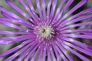 macro fiori