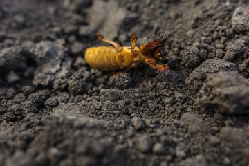  harmful insect, agricultural pest. pest control.