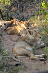 Naklejka na ściany i meble Female lions near Kruger National Park, South Africa