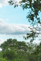 Obraz premium Tree top with sky and clouds