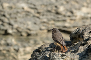 Oiseau de la c&ocirc;te d'Opale
