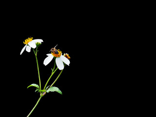 isolate bee on white flower on black background