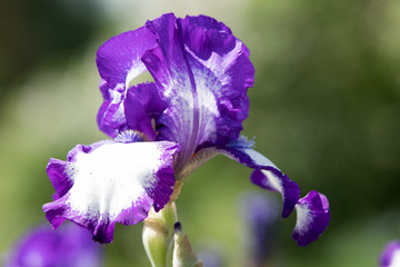 Purple and white Iris blooms on a beautiful spring day