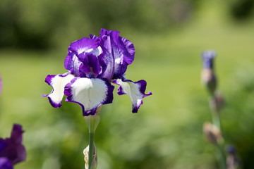 Purple and white Iris blooms on a beautiful spring day