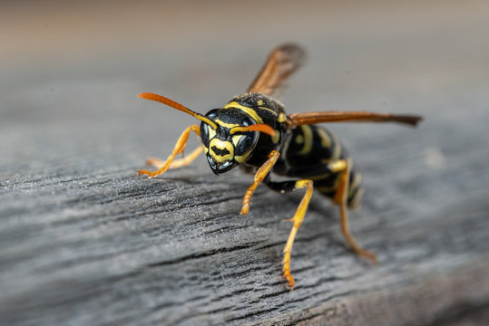 Bat-Wasp, eine Gallische Feldwespe tr&auml;gt das Zeichen eines bekannten Superhelden