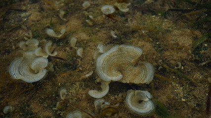mushrooms underwater
