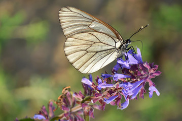 Бабочка на цветке.