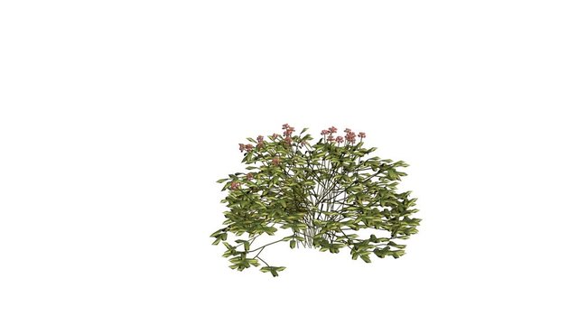 Growing Spirae Flower. Alpha Channel Included.