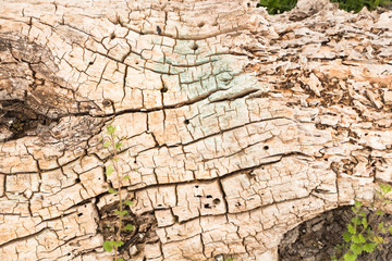 Old dead/dry tree trunk with cracks closeup. Grungy background/texture.