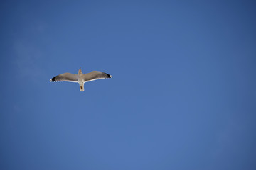 Fototapeta na wymiar White seagull flying freely in a blue sky