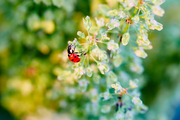 Red ladybird on a green flower at sunset.