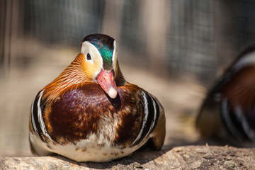 colorful mandarin duck resting on the ground