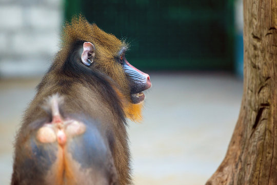 young monkey mandril turned backwards