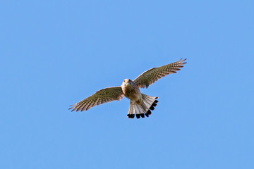 Common kestrel male in flight under blue sky. Cute orange falcon hovering and looking for prey. Bird in wildlife.
