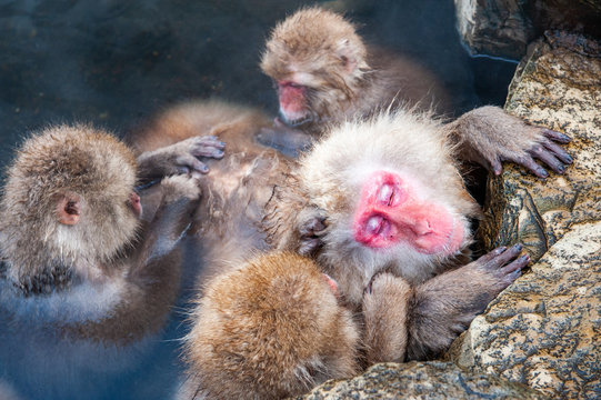 Macaques in water, Jigokudani Monkey Park