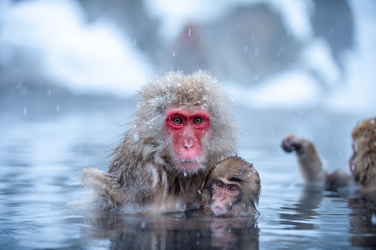 Macaque with infant in water, Jigokudani Monkey Park