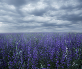 Obraz premium Magic field with lilac flowers in misty haze. Selective soft focus. 
