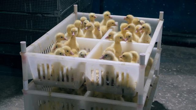Many small ducklings are bustling in plastic boxes at aviary, poultry house.