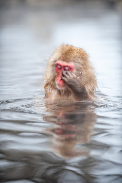 Macaque in water, Jigokudani Monkey Park