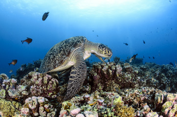 Obraz premium Green Turtle