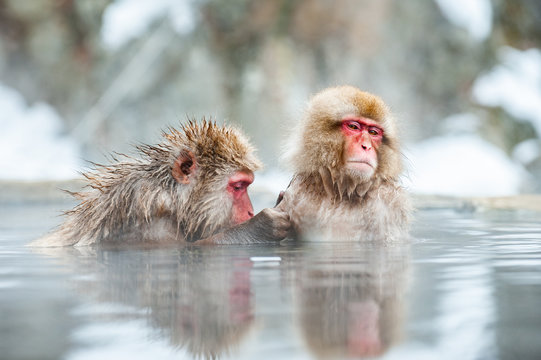 Macaques grooming in water, Jigokudani Monkey Park