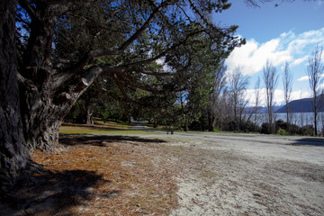 pine wood beside lake wanaka most popular traveling destination in new zealand