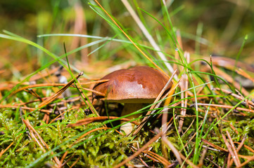 boletus in the woods